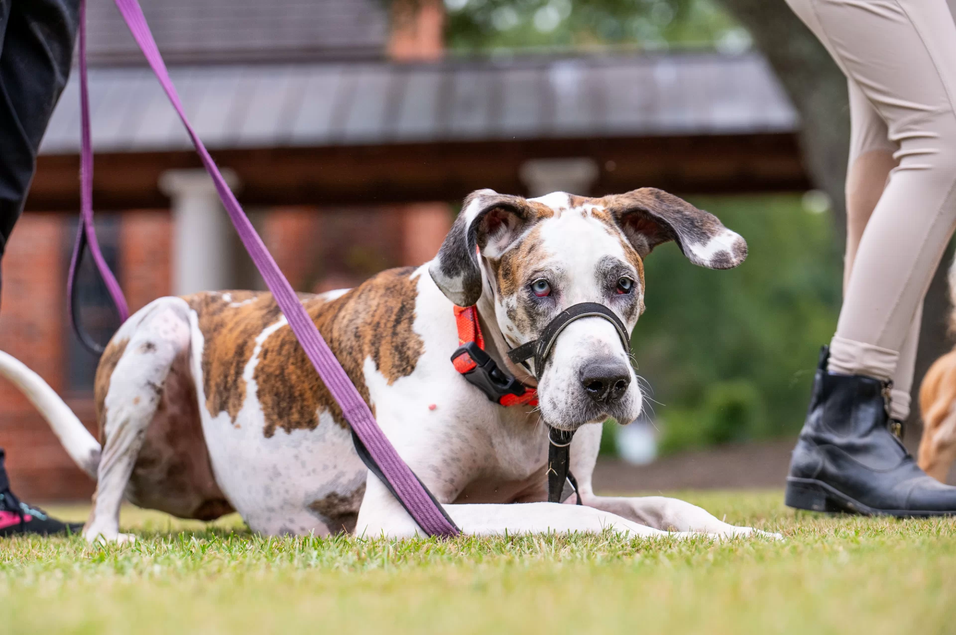 Blessing Of The Animals 0754.webp